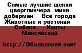 Самые лучшие щенки цвергпинчера (мини доберман) - Все города Животные и растения » Собаки   . Ханты-Мансийский